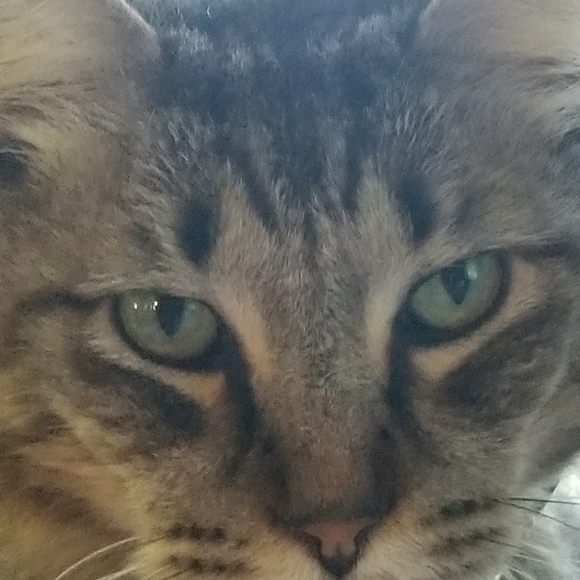 Meet your Posher, Elizabeth - Picture 9 of 16